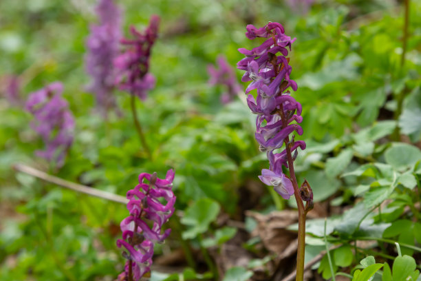 corydalis