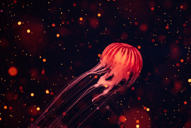 aurelia