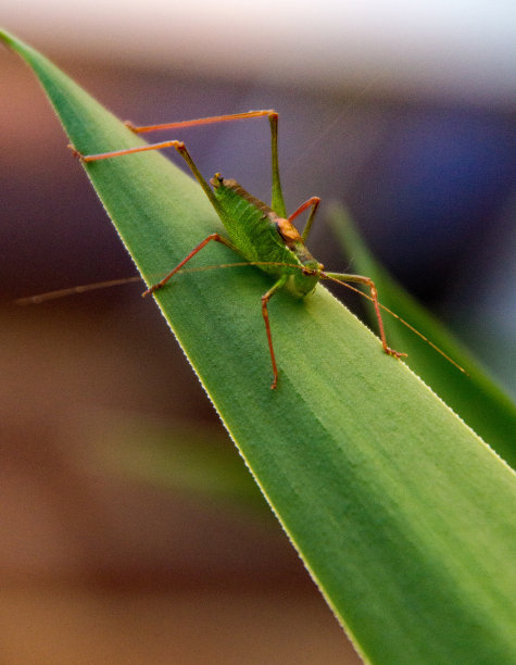 katydid