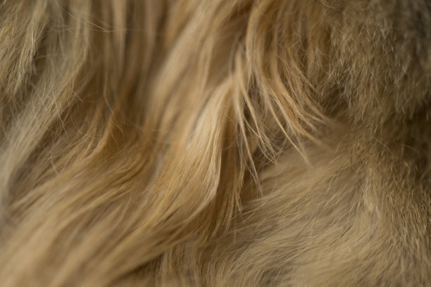 hairs