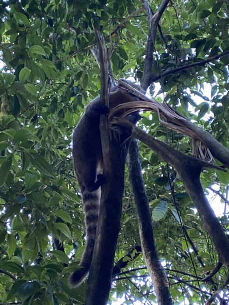 coatimundi