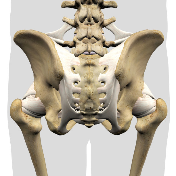 pelvis