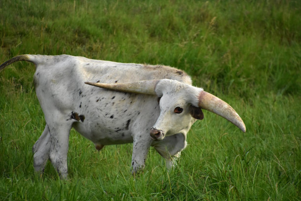 horned