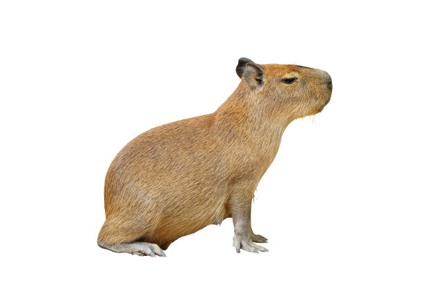 capybara