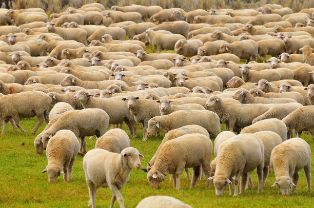 flock
