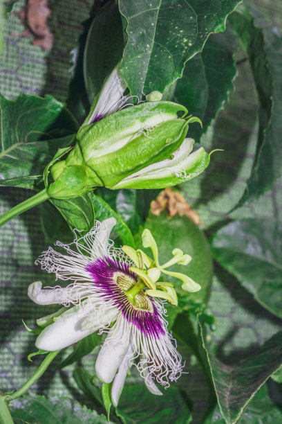 passiflora