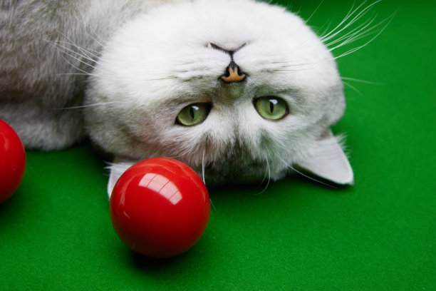 snooker