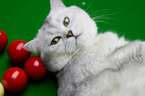 snooker