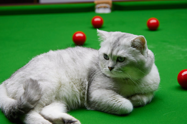 snooker