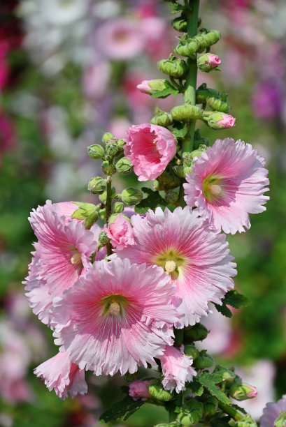 stockrose