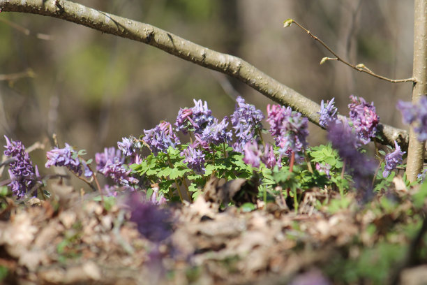 corydalis
