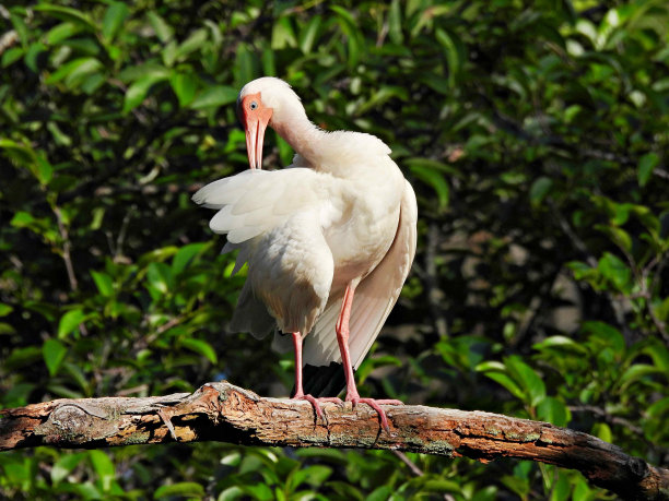 ibis
