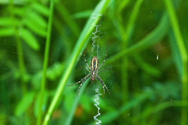 argiope