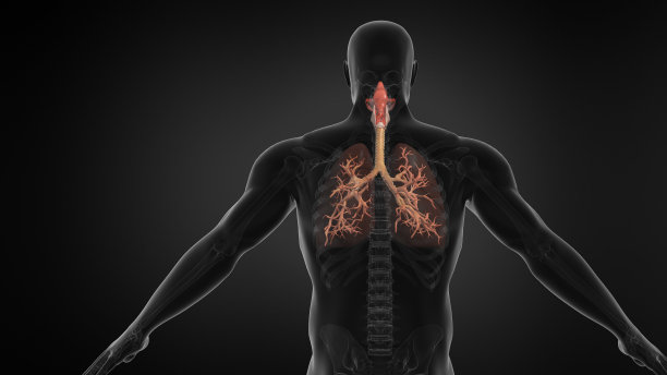 thymus