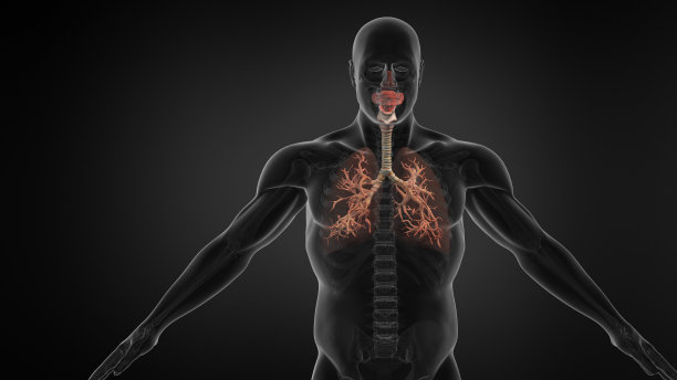 thymus