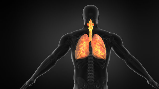 thymus