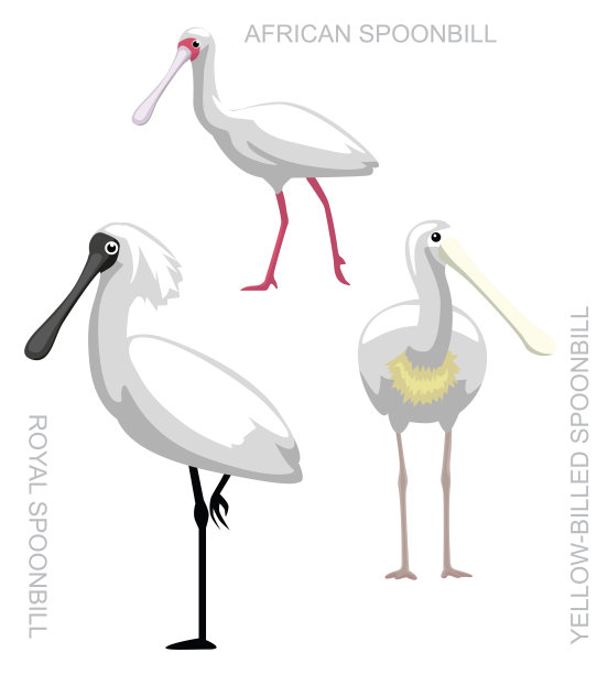 spoonbill