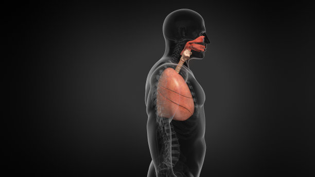 thymus