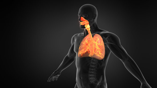 thymus
