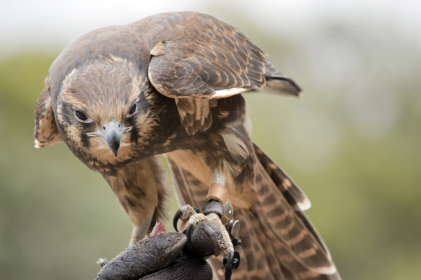 falcon