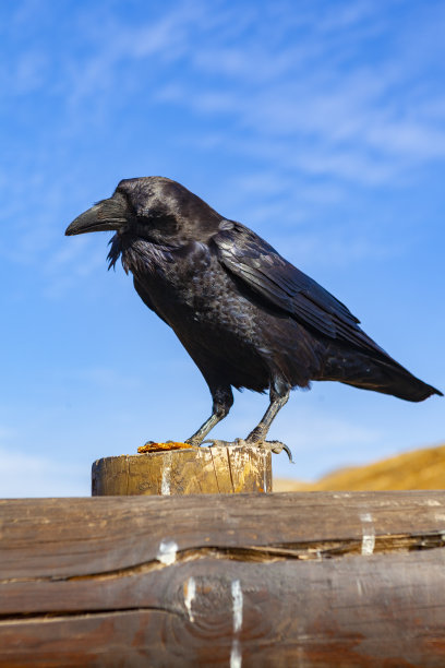raven