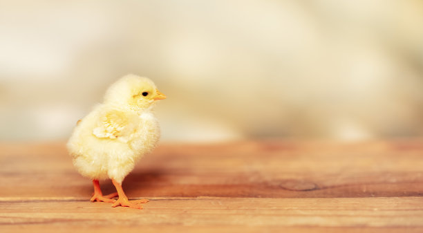 chick