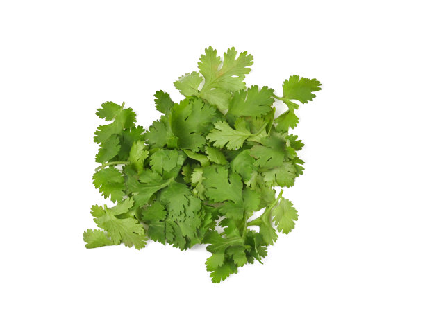 cilantro