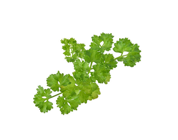 cilantro