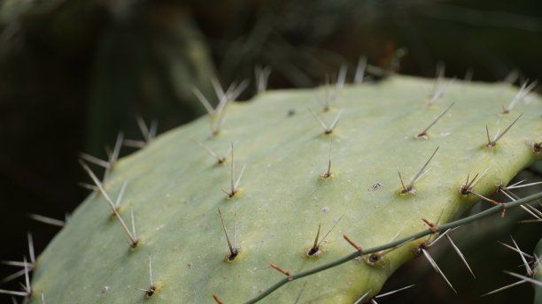 saguaro