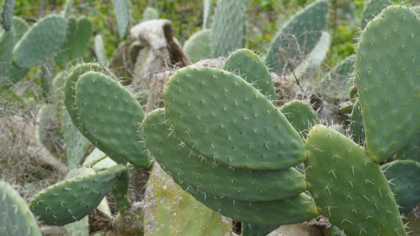 saguaro