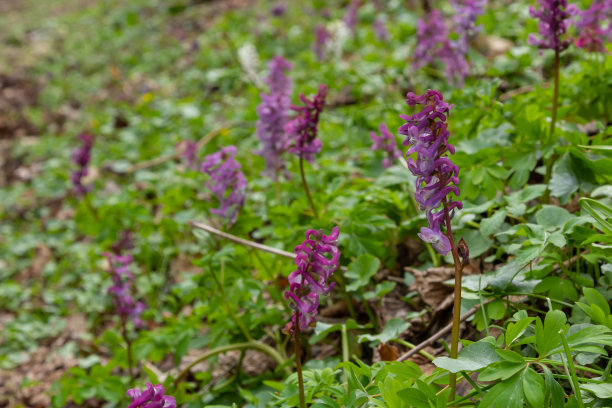 corydalis