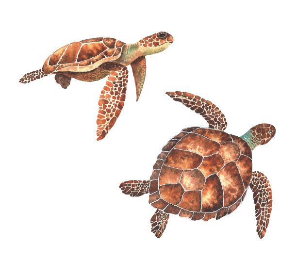 turtle