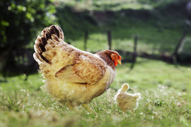 hen