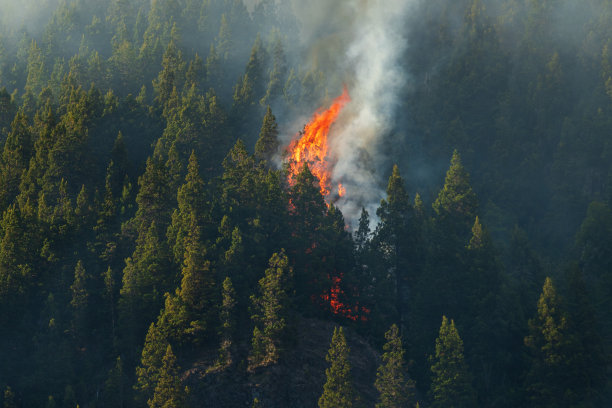 森林防火