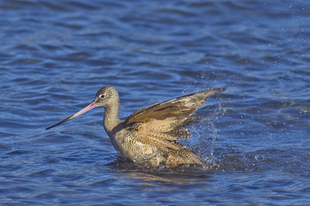 limosa