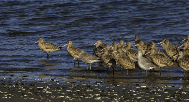 limosa