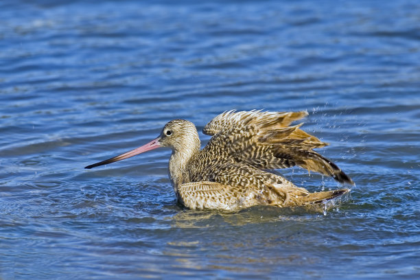 limosa
