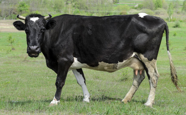 cow