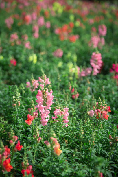 snapdragon