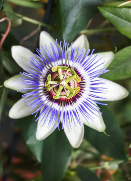 精美紫色绿色圆形花纹图案