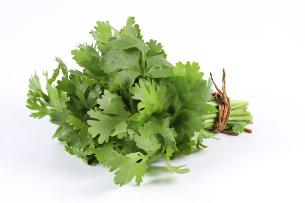 cilantro