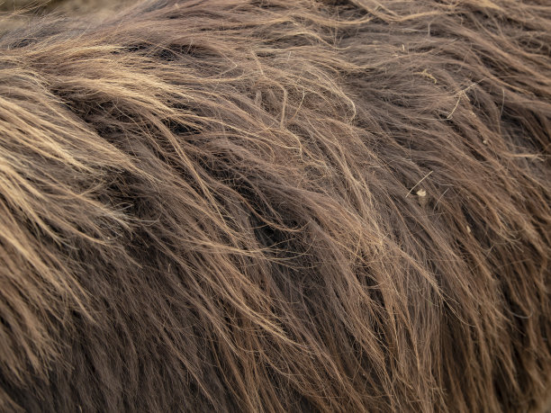 hairs