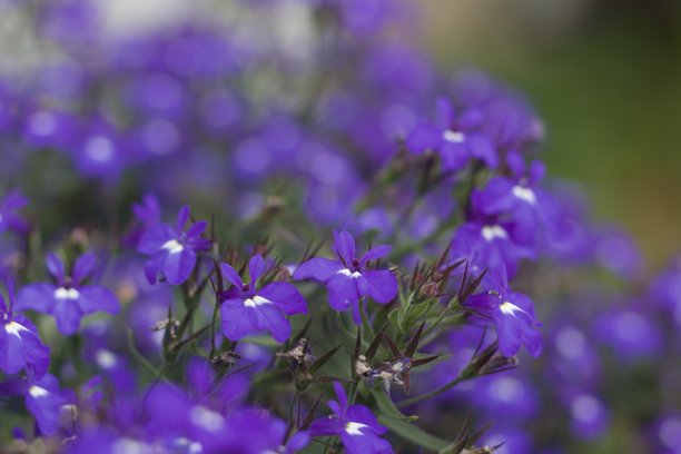 lobelia