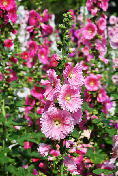 stockrose