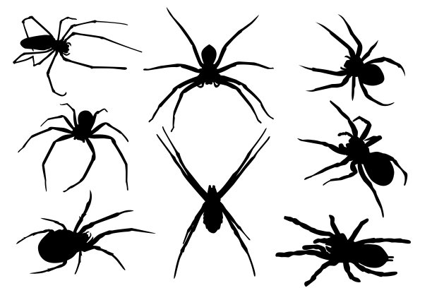 arachnid