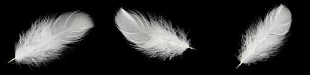 plumage