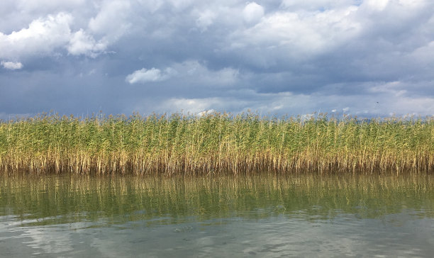 reed