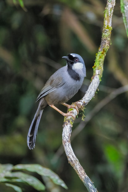 laughingthrush