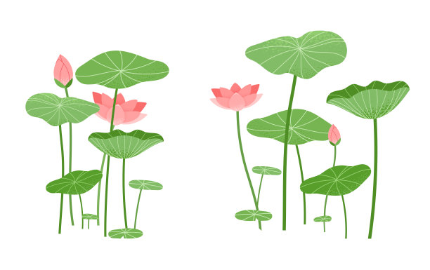lotus