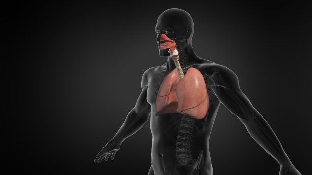 thymus